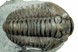 Cluster Of Three Flexicalymene Trilobites - Indiana #308244-1